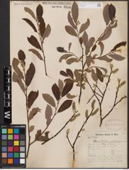 Foto von Salix aurita L. x Salix cinerea L.